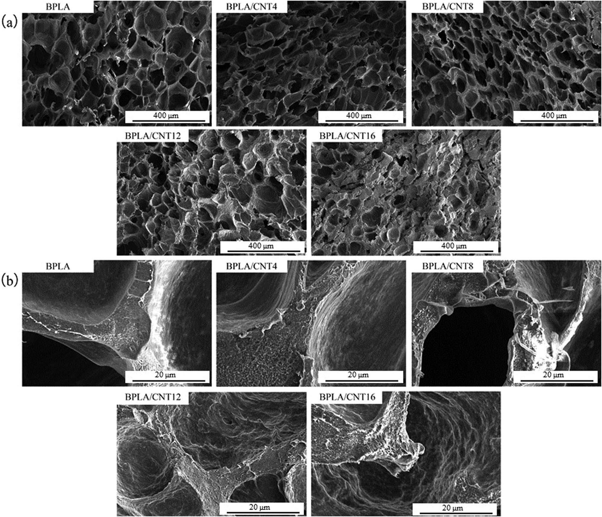 Figure 6
(a) Cellular structure of BPLA/CNT foams; (b) cellular wall of BPLA/CNT foams.