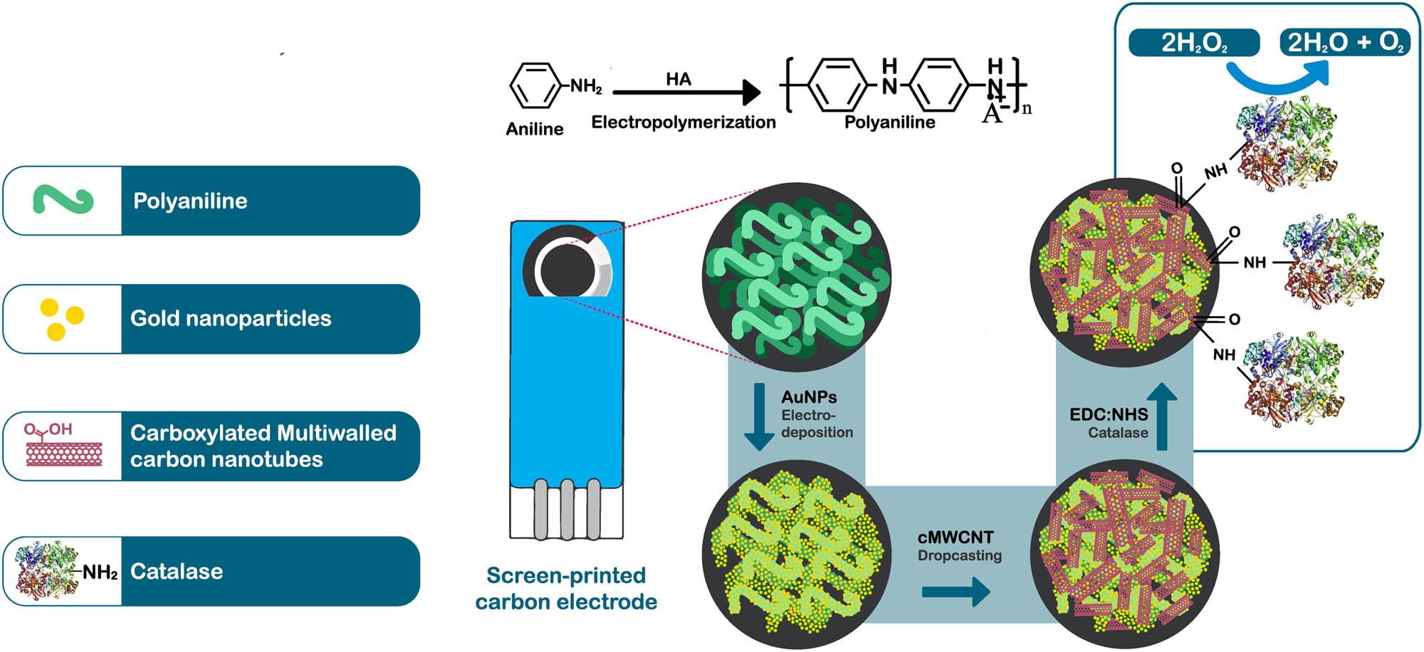 Figure 1
Scheme of step by step preparation of the SPCE/PAni/AuNP/cMWCNT/CAT biosensor.