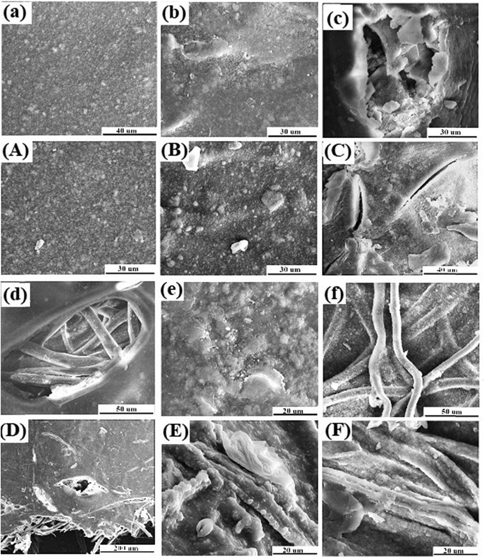 Figure 7 
                     SEM micrographs of composite scaffolds with different weight ratios after soaking in SBF: (a and A) CS/n-HA (6:2), (b and B) SF/CS/n-HA (1:6:2), (c and C) SF/CS/n-HA (2:6:2), (d and D) SF/CS/n-HA (6:6:2), (e and E) dissolved SF/CS/n-HA (1:6:2), and (f and F) un-degummed SF/CS/n-HA (1:6:2). (a–f) Soaked for 2 weeks, (A–F) soaked for 8 weeks.
                  