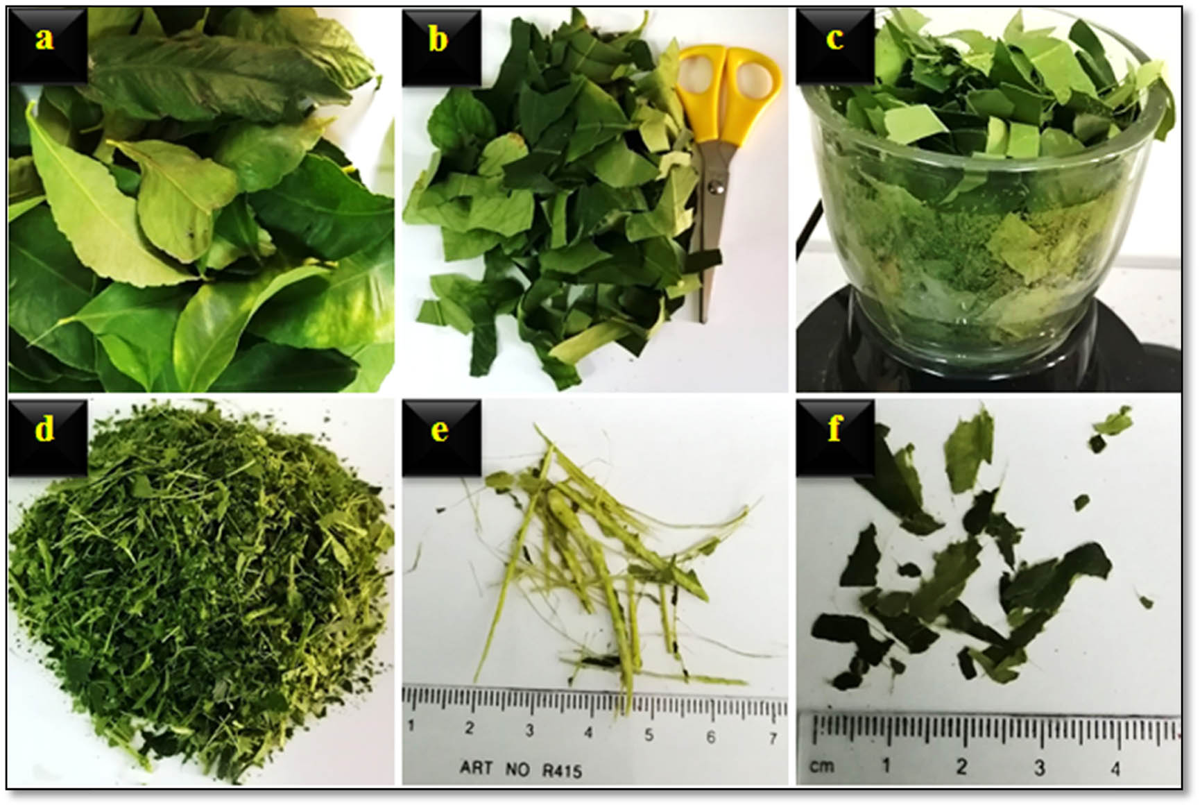 Figure 1 
                  Preparation of the lemon fiber: (a) collecting lemon leaves, (b) chopping by scissors, (c) chopping by blender blades, (d) pile of midribs and laminas of lemon leaves, (e) measuring the approximate length of midribs, and (f) laminas by ruler.