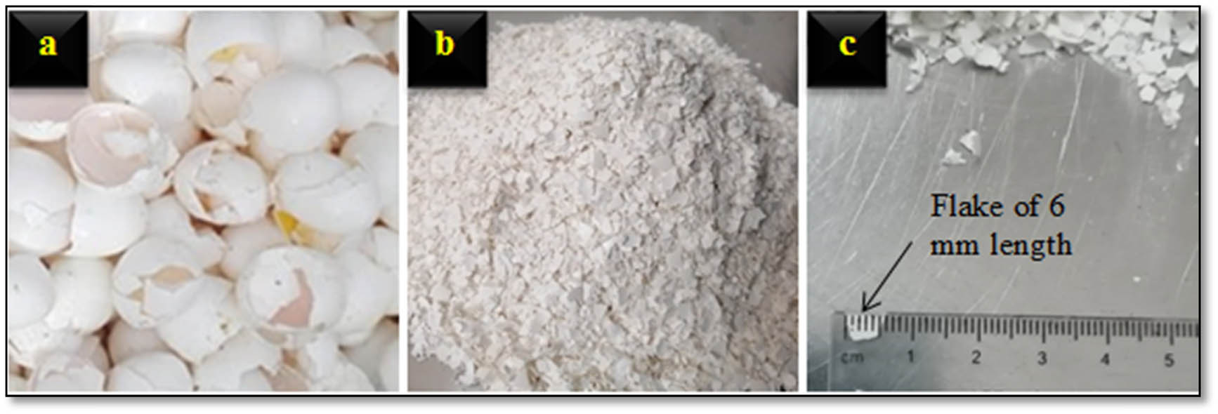 Figure 2 
                  The stages of shells’ preparation including (a) gathering, (b) flaking, and (c) measuring the length of the shells by ruler.