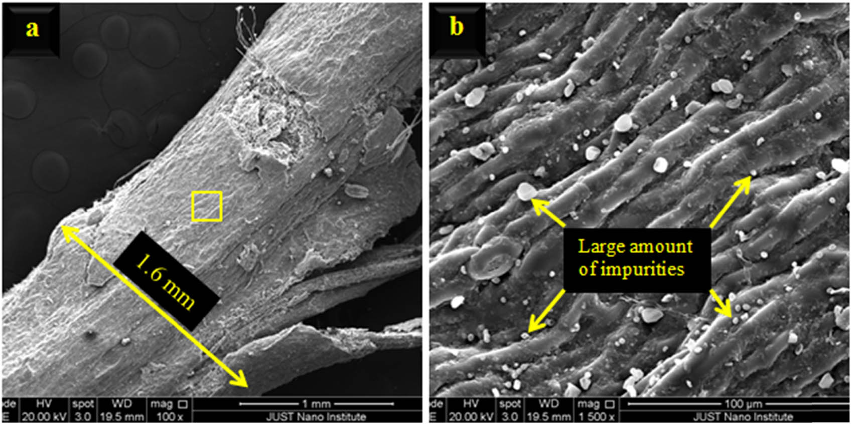 Figure 9 
                     SEM micrograph of lemon leaf midrib: micrograph (b) is a magnification for the yellow square in micrograph (a).