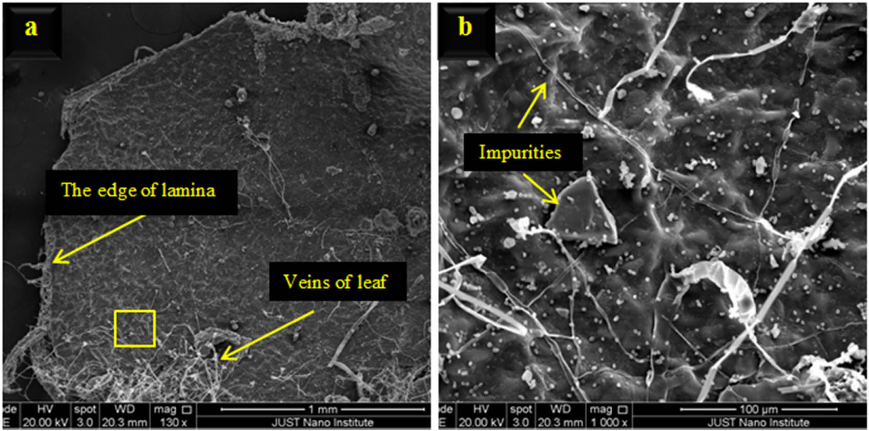 Figure 10 
                     SEM micrograph of a small flake of lemon leaf (lamina and veins): micrograph (b) is a magnification for the yellow square in micrograph (a).