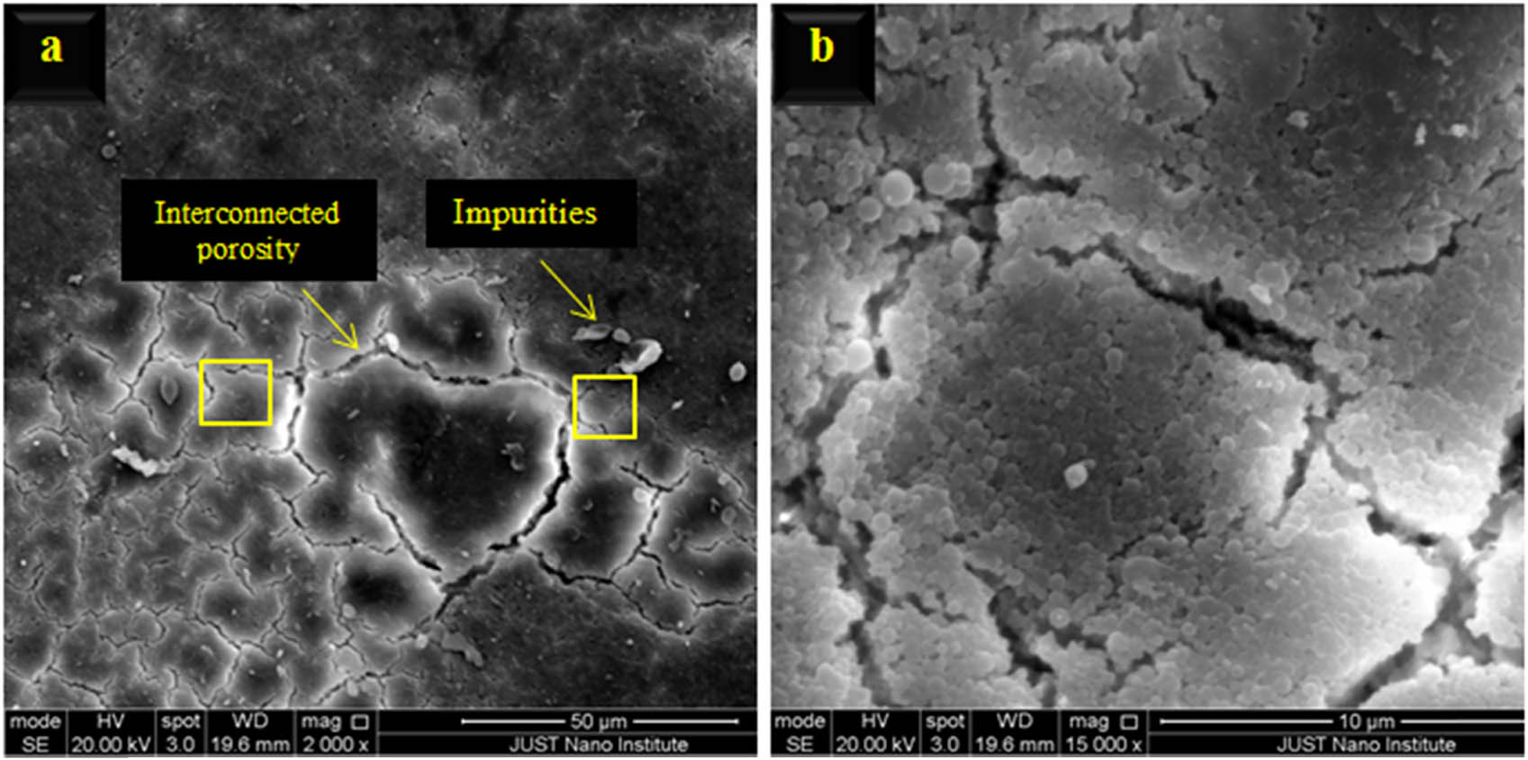Figure 11 
                     SEM micrograph of the outer surface of Es flake: micrograph (b) is a magnification for the yellow square in micrograph (a).