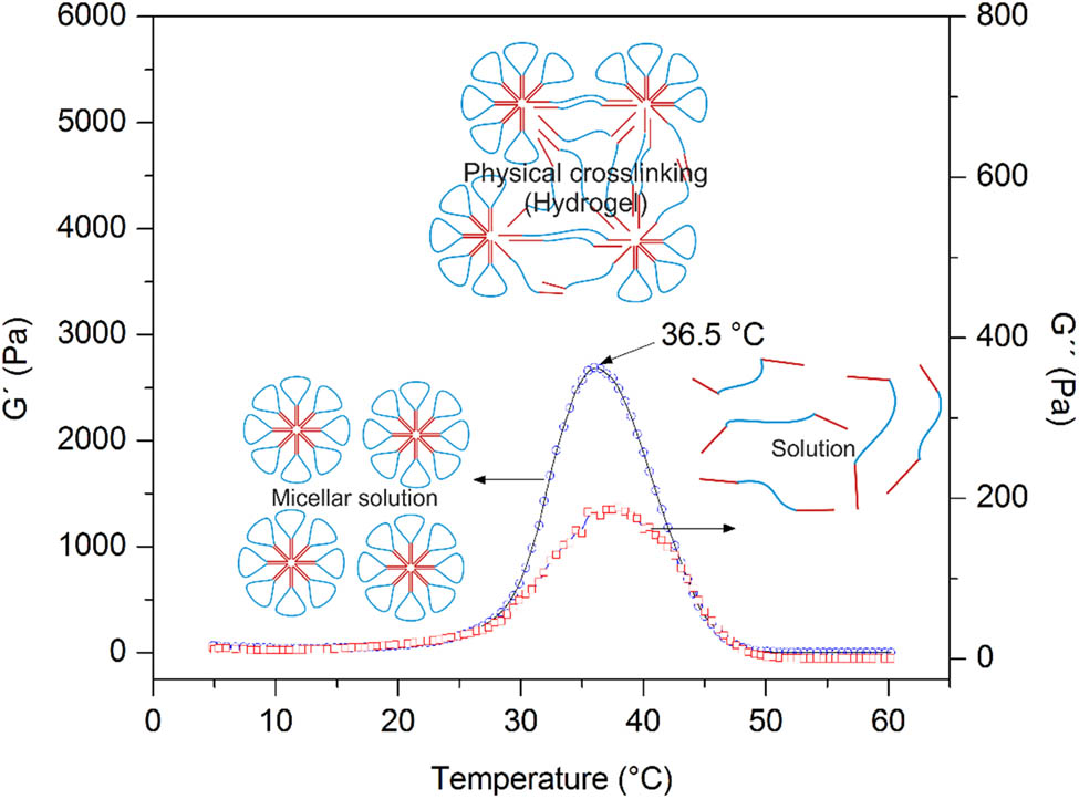 Figure 5 
                  Temperature sweep of the PCL–PEG–PCL copolymer in aqueous phase. The sol–gel transition occurs at 36.5°C.
               