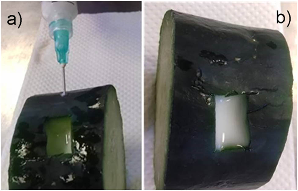 Figure 7 
                  Injectability of the hydrogel into a section of a cucumber (C. sativus) preheated to 37°C. (a) Injection of the triblock solution at laboratory temperature, and (b) the hydrogel is formed after reaching 37°C of the cucumber surface.
               