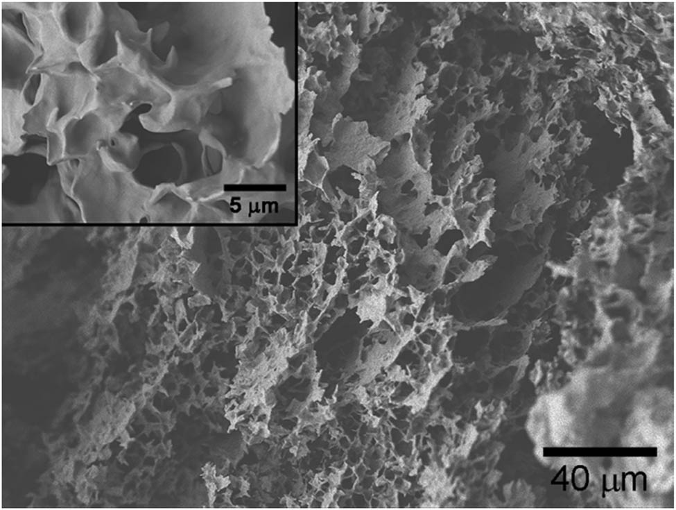 Figure 8 
                  Micrograph of the PCL–PEG–PCL hydrogel.
               