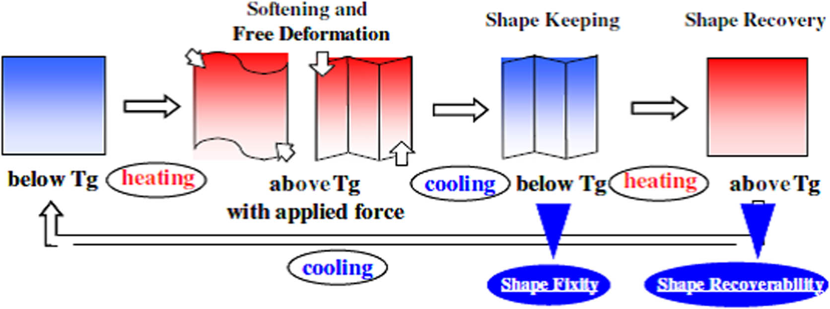 Figure 2 
               Shape memory steps: (1) memorized shape after molding and cooling; (2) free deformation due to rubber elasticity of amorphous portion by heating over T
                  g under an applied force; (3) shape fixity by cooling below T
                  g; and (4) shape recovery by heating over T
                  g (40). Reproduced with permission from Elsevier.
            