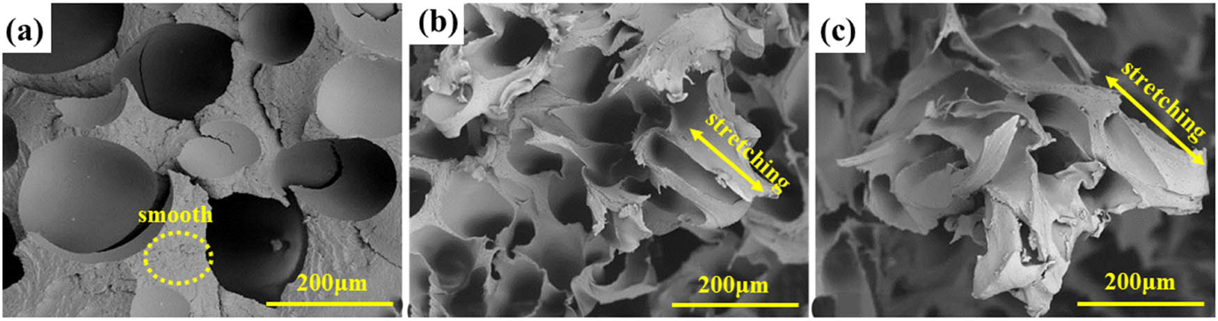 Figure A3 
                  Tensile fracture surfaces of (a) pure PA6, (b) PA6-ZeMac 0.5, and (c) PA6-TGIC 0.5.