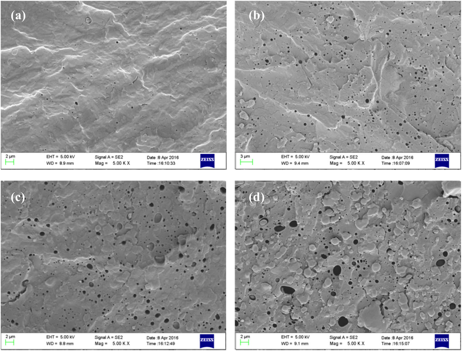 Figure 2 
                  Fracture surfaces of (a) PVA/P(3HB-co-4HB) (PVA 95 wt%), (b) PVA/P(3HB-co-4HB) (PVA 90 wt%), (c) PVA/P(3HB-co-4HB) (PVA 80 wt%), and (d) PVA/P(3HB-co-4HB) (PVA 70 wt%).
               