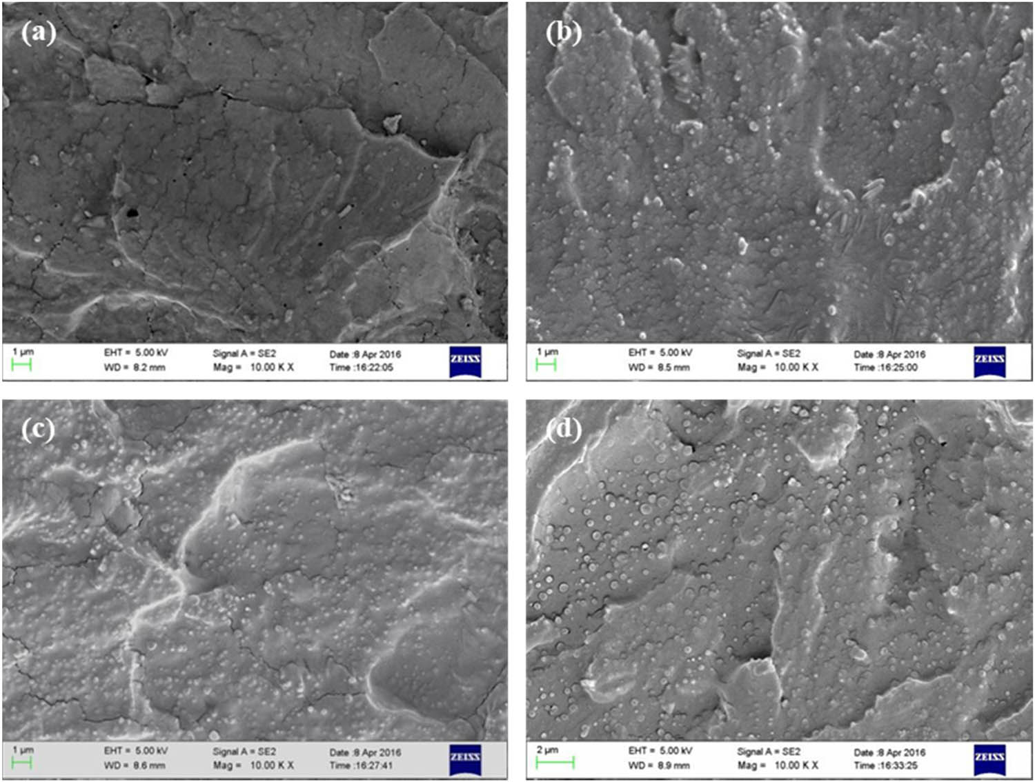Figure 3 
                  Fracture surfaces of (a) PVA/PLA (PVA 95 wt%), (b) PVA/PLA (PVA 90 wt%), (c) PVA/PLA (PVA 80 wt%), and (d) PVA/PLA (PVA 70 wt%).
               