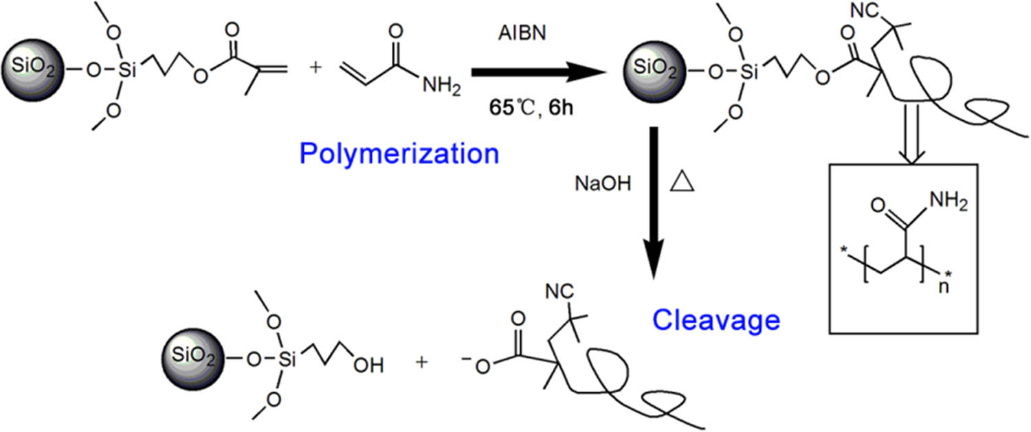 Figure 1 
                  Synthesis process of SPB and hydrolysis of PAM chains.
               