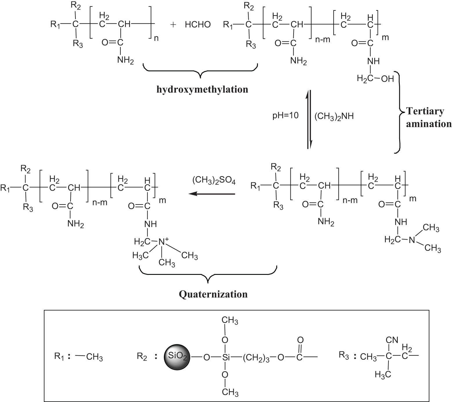 Figure 2 
                  Schematic representation of cationization process of SPAM.
               