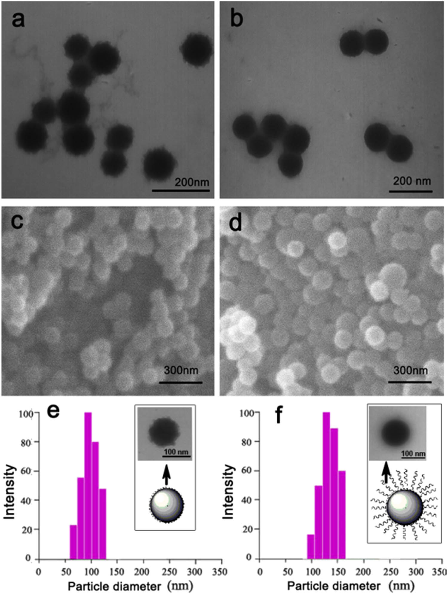 Figure 5 
                  TEM images of (a) modified SiO2 and (b) SPAM; SEM images of (c) modified SiO2 and (d) SPAM; DLS curves of (e) modified SiO2 and (f) SPAM.
               