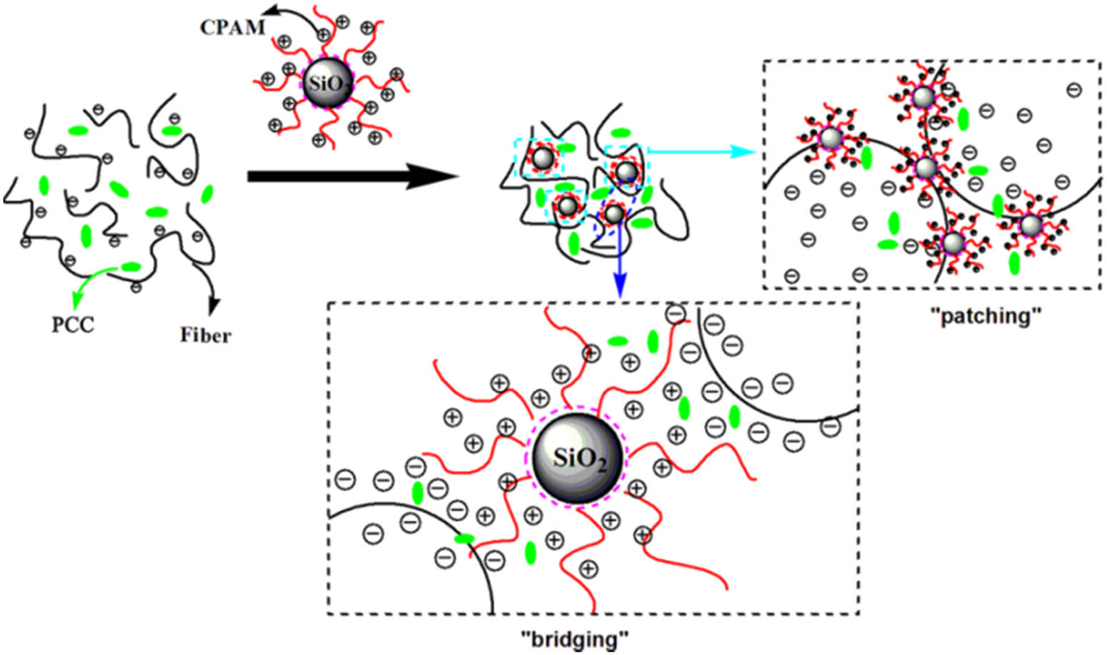 Figure 10 
                  Flocculation mechanism of CSPAM.
               