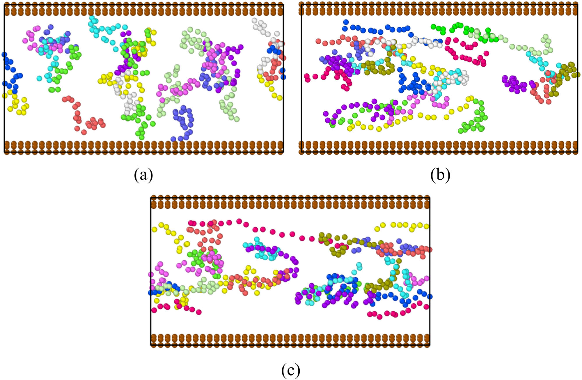 Figure 3 
                  Snapshots for wormlike chains for varying values of the driving force at the last time step: (a) f = 0, (b) f = 0.1, and (c) f = 0.2. Here different chains are shown in different colors.
               