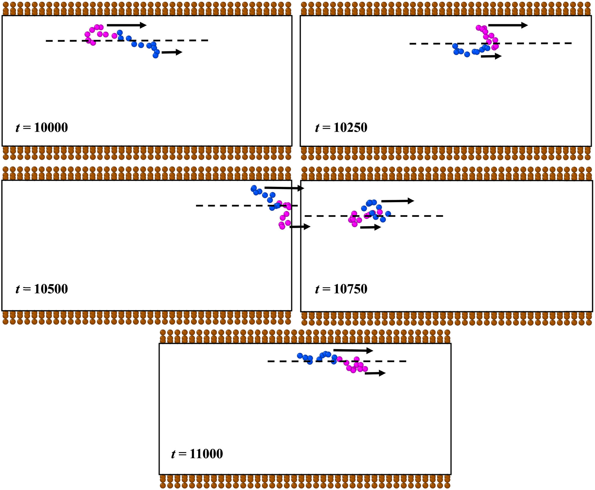 Figure 12 
                  Snapshots of the conformation of a wormlike chain near the wall at t = 10,000, 10,250, 10,500, 10,750, and 11,000 for the driving force f = 0.1, where the arrows in each snapshot denote the shear rate (i.e., the shear stress) gradient.
               