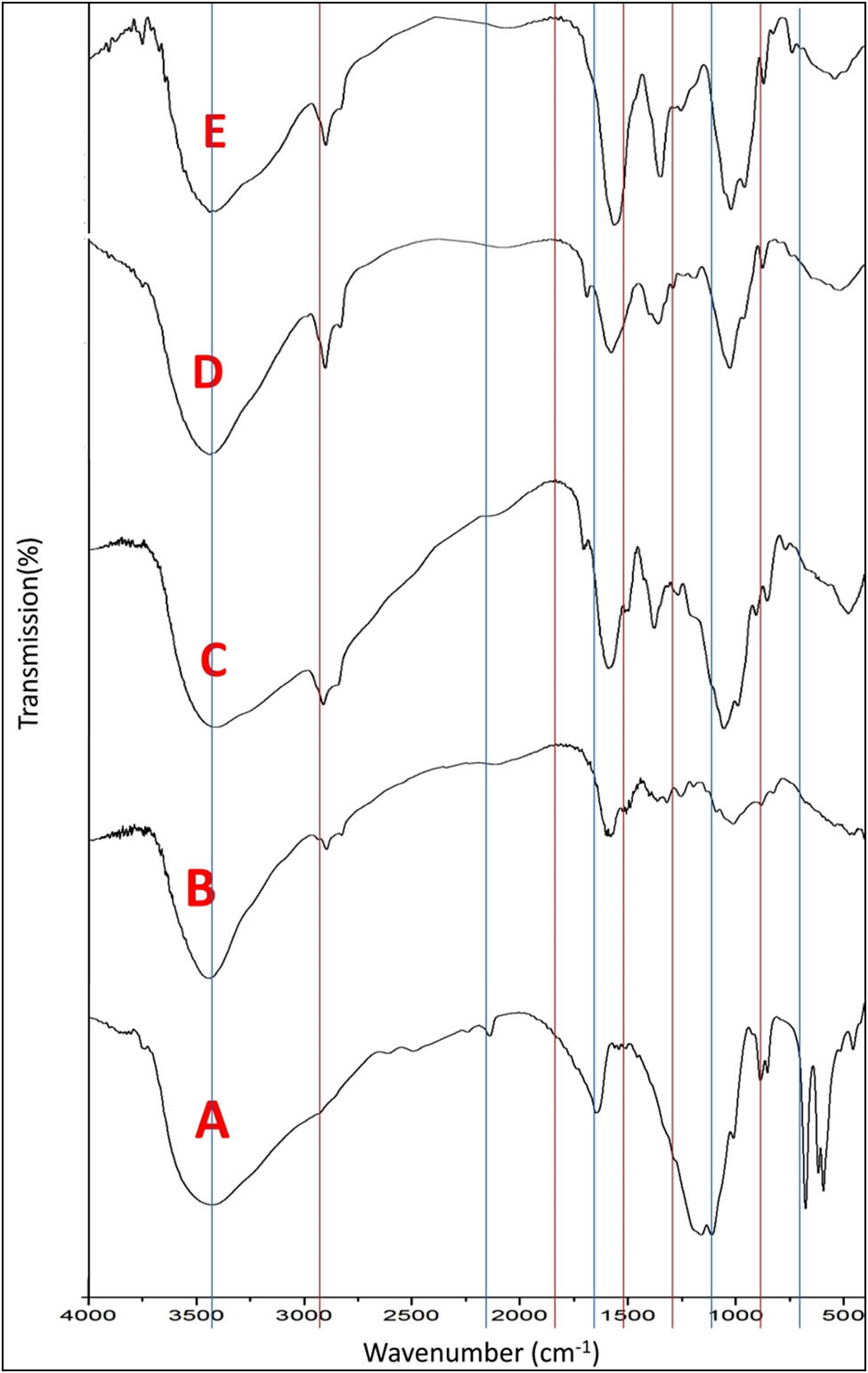 Figure 1 
                     FTIR of ALG NPs (A), CS NPs (B), ALG/CS NCs (C), thyme loaded-CS/ALG NCs (D), and garlic loaded-CS/ALG NCs (E).
                  