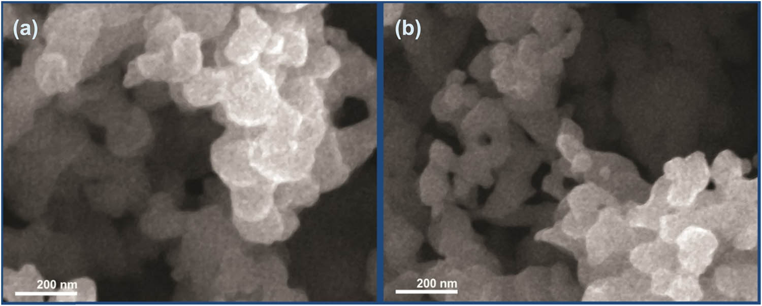 Figure 2 
                     Scanning microscopy images of EOs loaded NCs: (a) thyme oil-CS/ALG NC and (b) garlic oil-CS/ALG NC.
                  