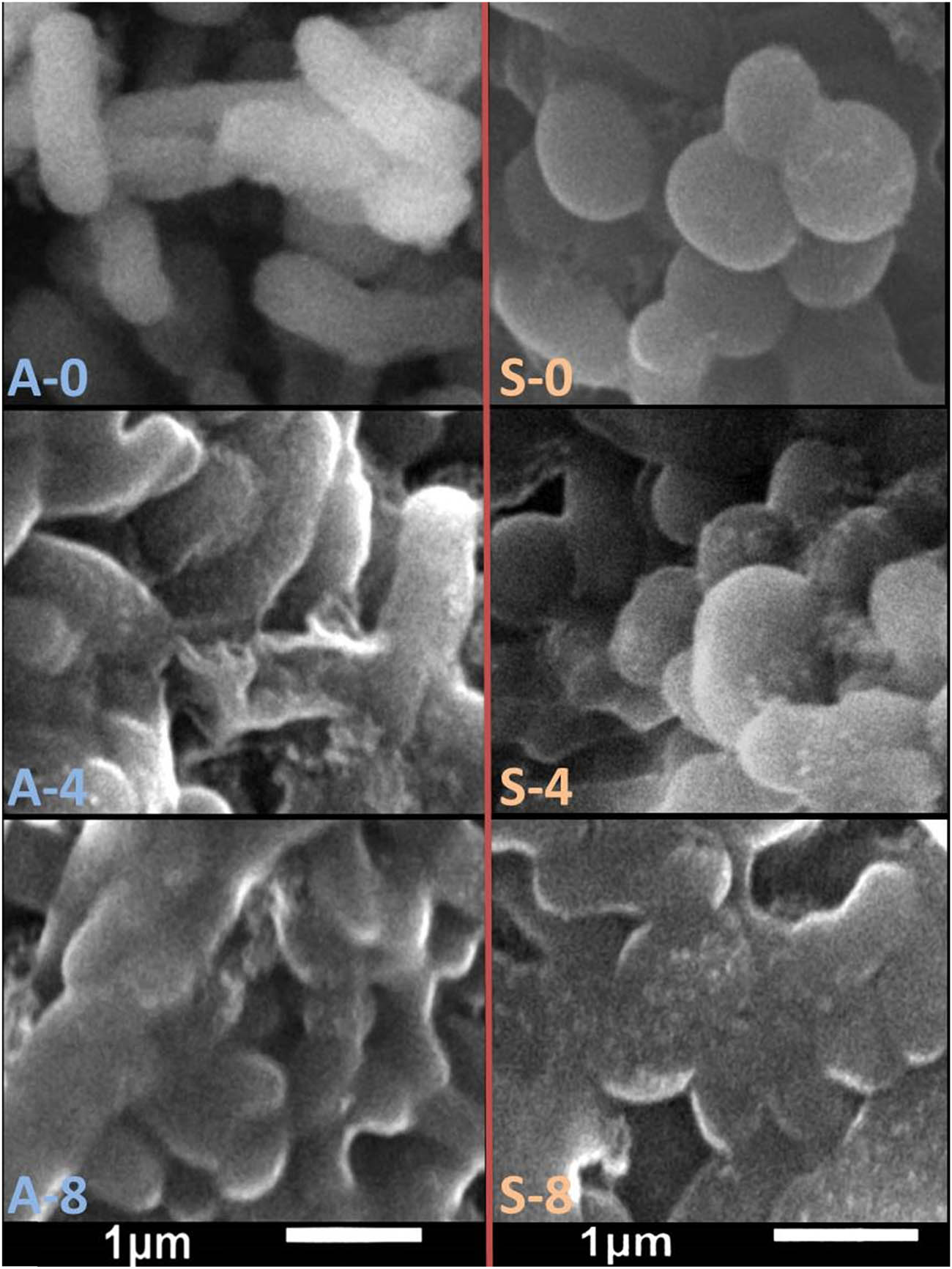 Figure 3 
                     Scanning microscopy images of A. hydrophila (A) and S. aureus (S) treated with garlic/thyme oil-CS/ALG NC for 0, 4, and 8 h.
                  
