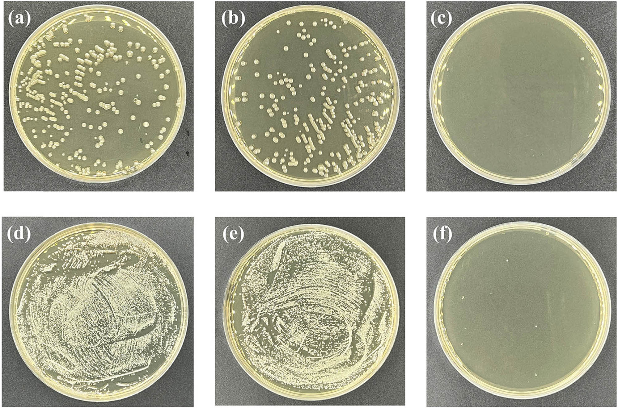 Figure 10 
                  Photographs of the bacterial culture plates of E. coli (a–c) and S. aureus (d–f) for virgin (a and d), original RO membrane (b and e), and GA@AgNPs RO membrane (c and f).
               