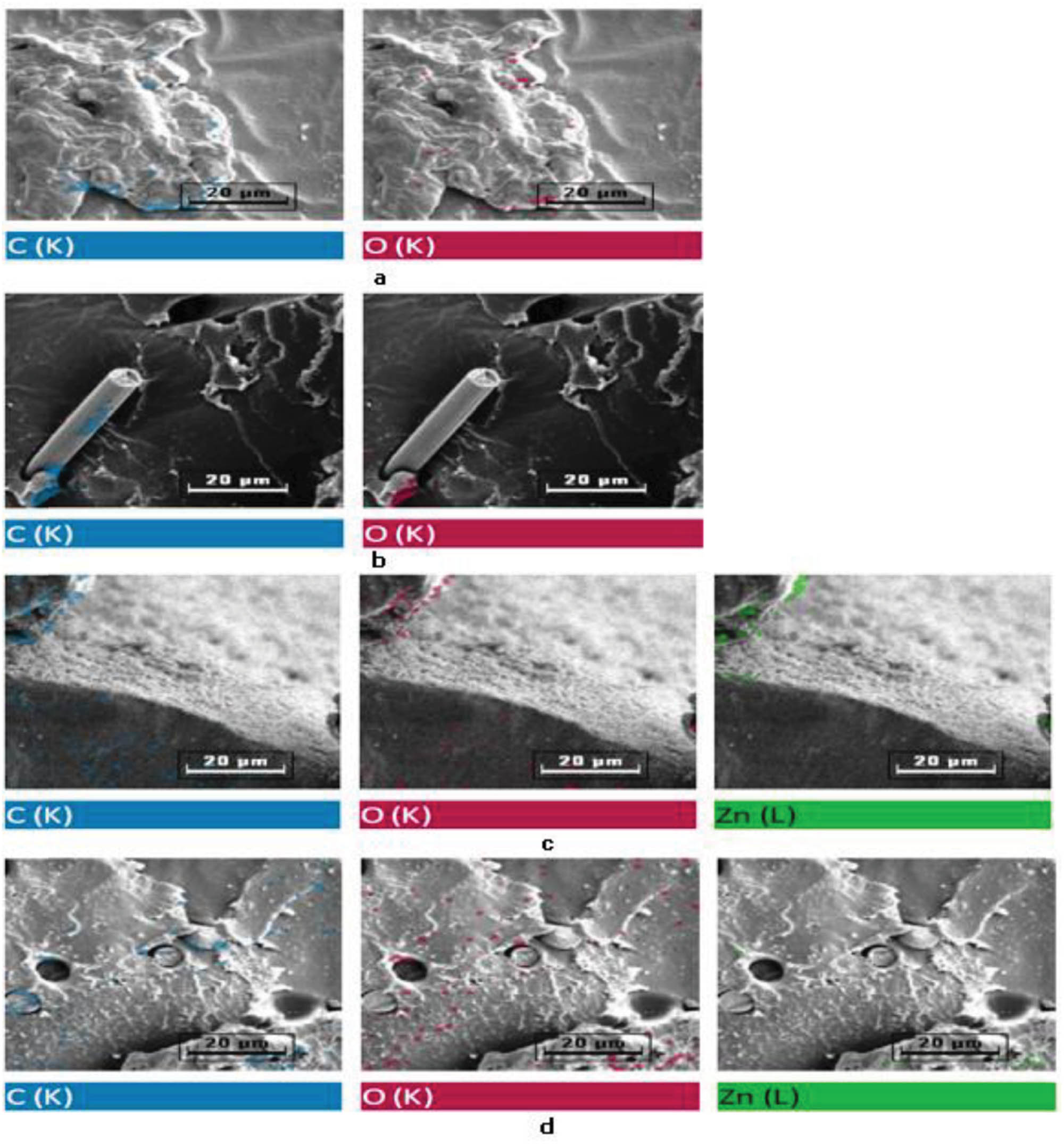 Figure 5 
               (a) Elemental mapping of pure PLA sample, (b) pure cPLA sample, (c) PLA sample with 11 wt% ZnO, (d) cPLA sample with 4 wt% ZnO.
            
