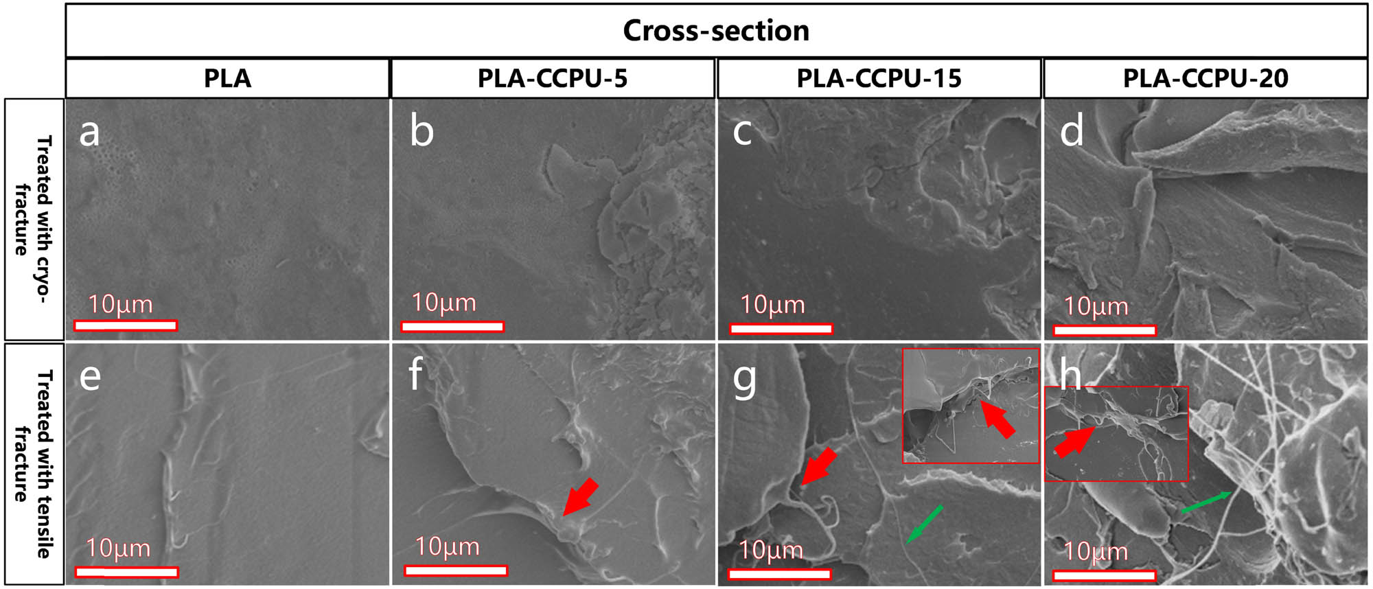 Figure 4 
                  SEM images of the PLA and PLA/CCPU blend films’ cross-section, which used different methods for treating films (treated with cryo-fracture (a–d); treated with tensile fracture (e–h)).