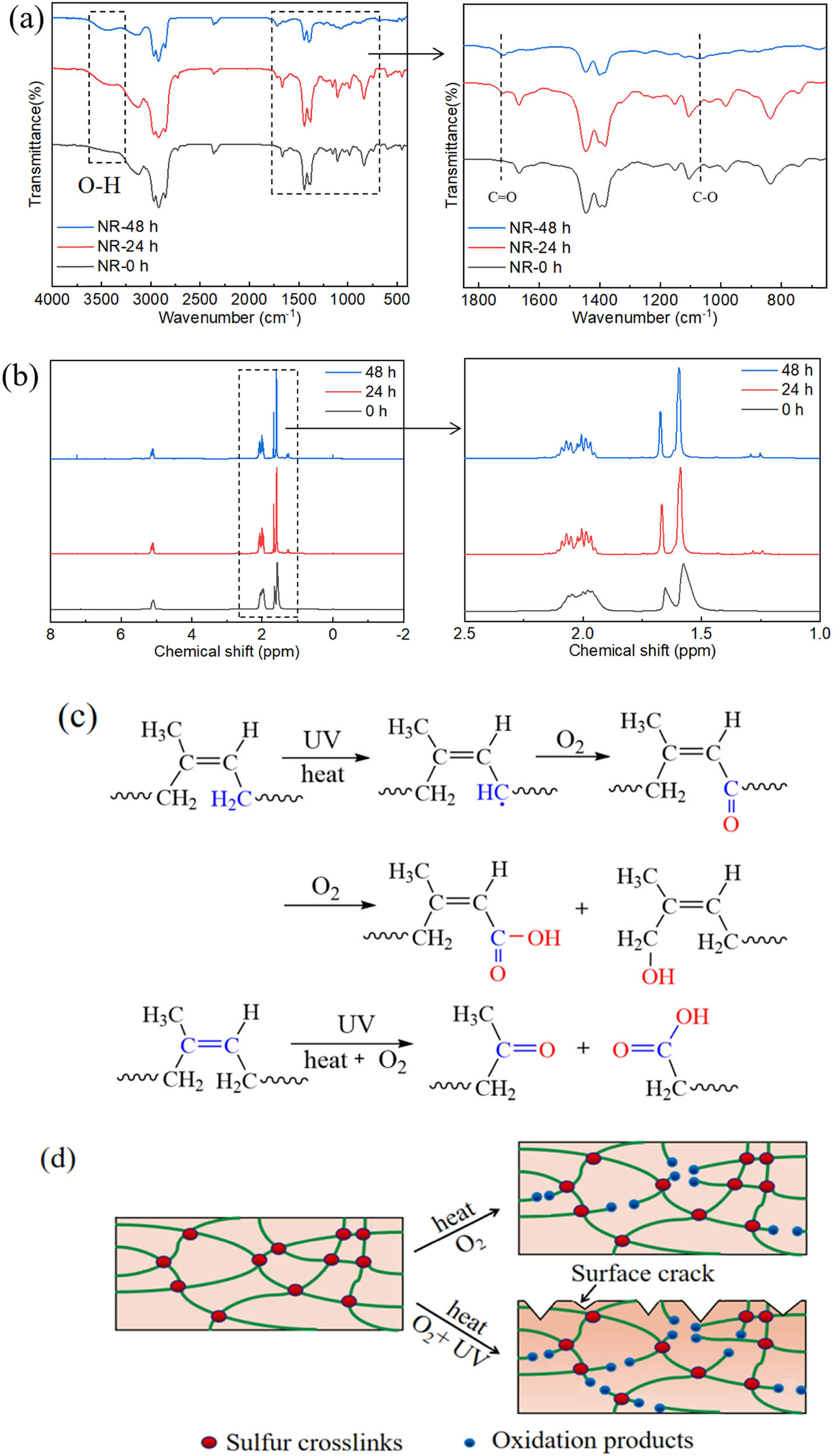 Figure 6 
                  FTIR (a) and 1H NMR (b) spectra of squalene before and after reacting with combine effect of thermal oxygen and UV irradiation. (c) Schematic diagram of the potential mechanism for the synergistic effect of thermal oxygen and UV on NR aging. (d) A schematic diagram of the changes of cross-linking network structure for NR after aging.
               