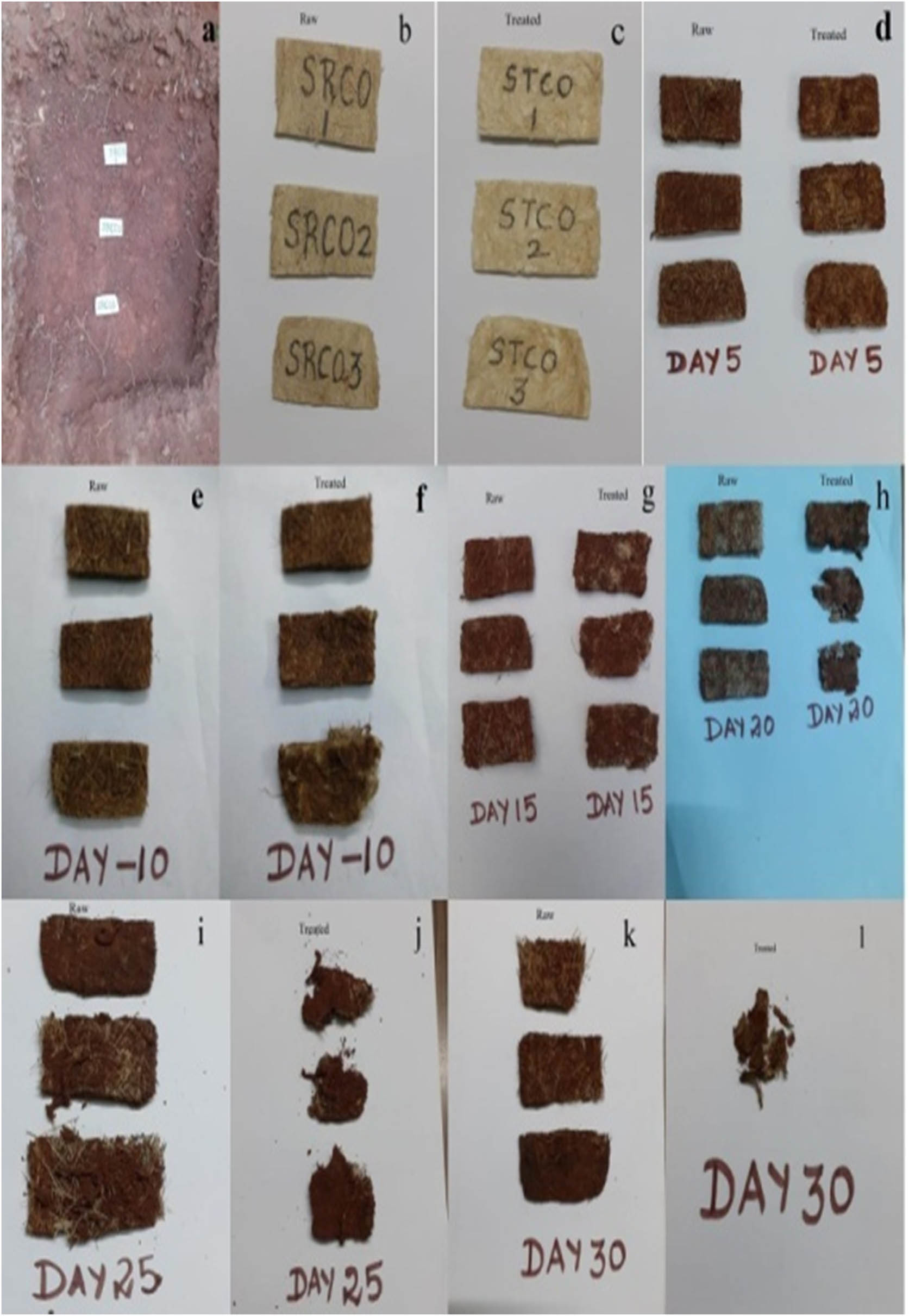 Figure 4
The U3 (raw/untreated) and T3 (treated) samples in burial pit from day 1 to 30: (a) samples placed in pit for soil burial test, (b) SRCO represents U3 sample, (c) STCO represents T3 sample, (d) U3 and T3 samples after 5 days of soil burial test, (e and f) U3 and T3 samples after 10 days, (g) samples after 15 days, (h) samples after 20 days, (i and j) samples after 25 days, and (k and l) samples after 30 days.