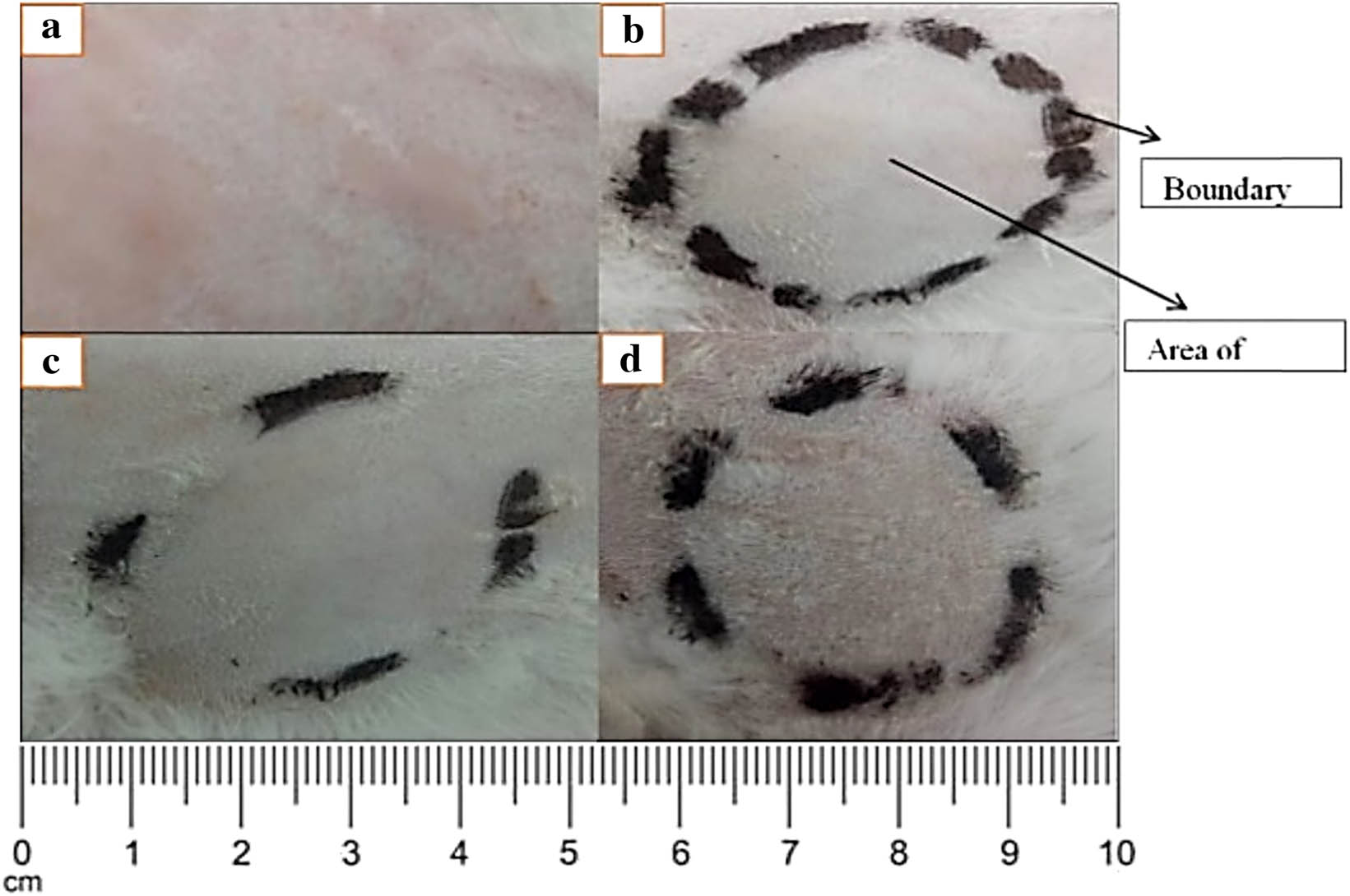 Figure 11 
                  Skin irritation test of the topical hydrogel patch.
               