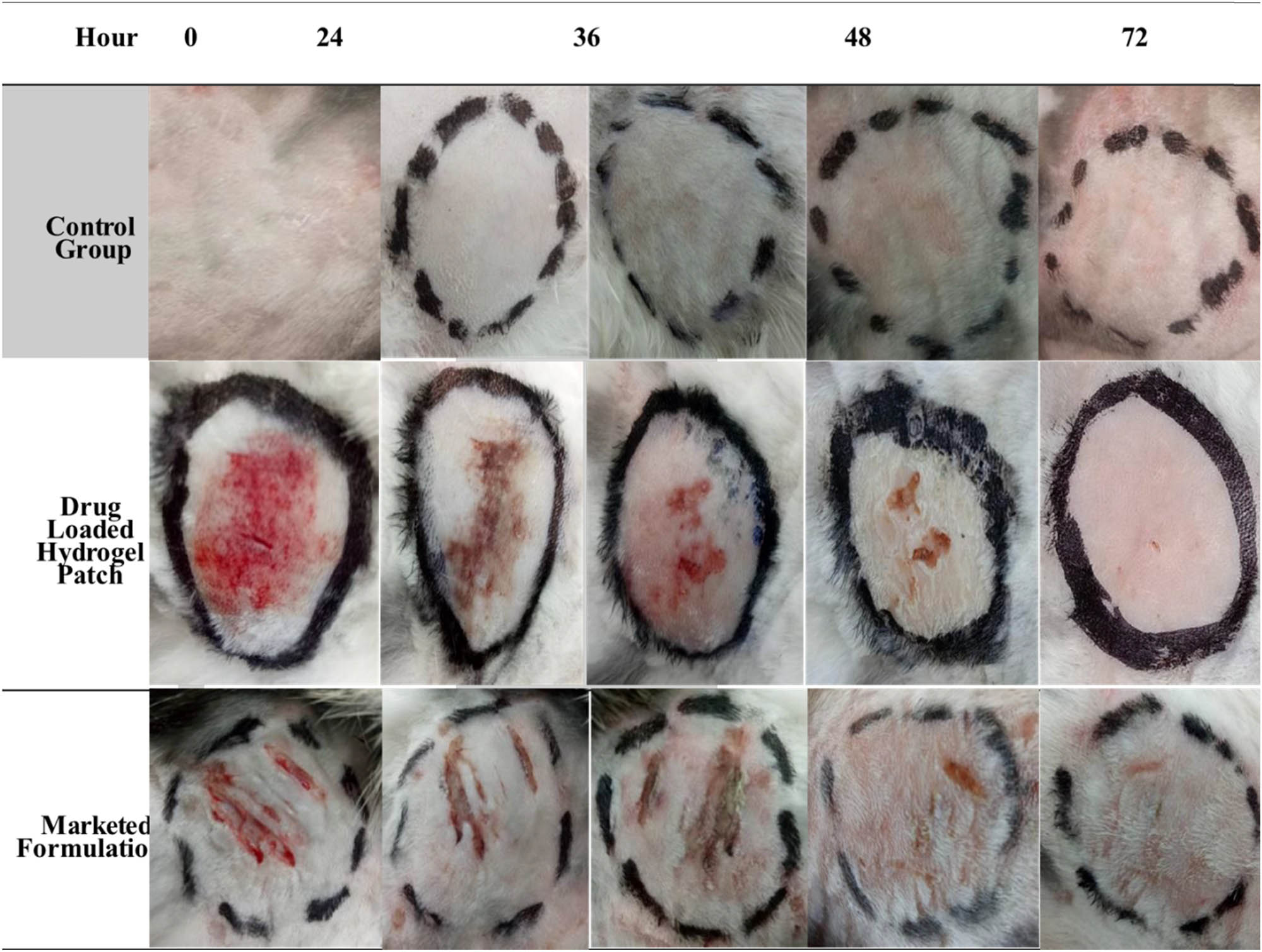 Figure 12 
                  Wound healing performance of the optimized drug-loaded hydrogel patch formulation with the control group and marketed formulation.
               