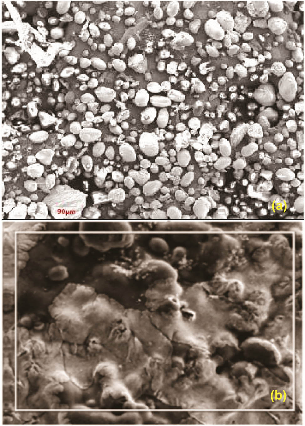Figure 3
(a) Electron microscopic image of FESEM with EDX showing the chitosan core and the core–shell nanoparticle. (b) Enlarged portion of the nanoparticle in the EDX region for elemental analysis.