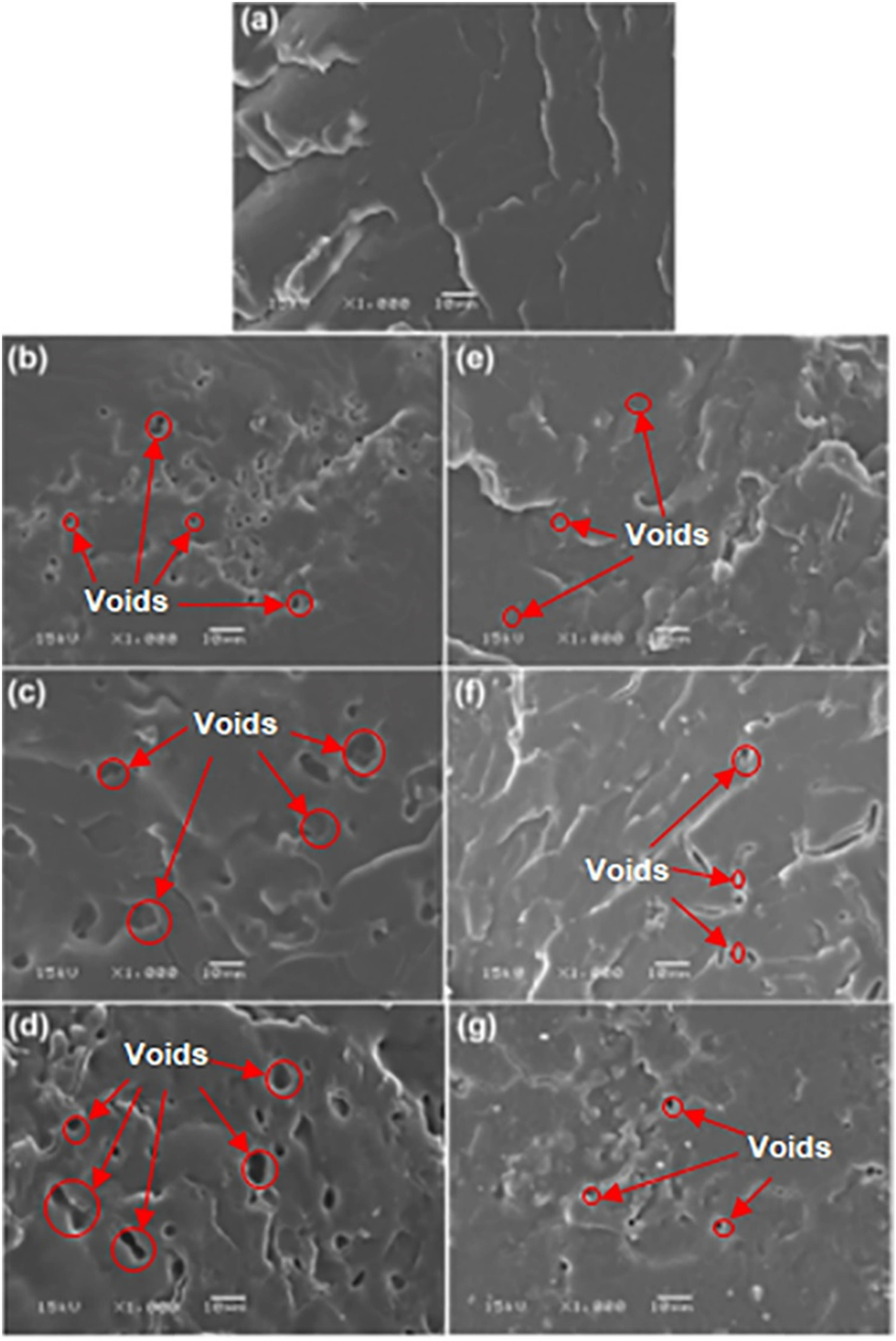 Figure 7 
                  Cryo-fractured surfaces of (a) pure PLLA-PEG-PLLA and PLLA-PEG-PLLA/CA-free TPS blends for blend ratios of (b) 90/10, (c) 80/20, and (d) 60/40 (w/w) as well as PLLA-PEG-PLLA/3% CA-TPS blends for blend ratios of (e) 90/10, (f) 80/20, and (g) 60/40 (w/w) (all bar scales = 10 µm).
               