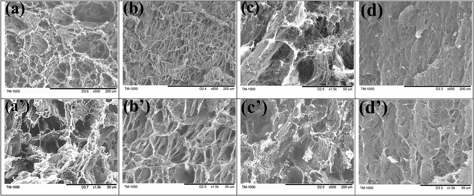 Figure 2 
                  SEM images of the interior structure of pure PVA hydrogel (a,a′), PVA/LN hydrogel (b,b′), PVA/LF hydrogel (c,c′), and PVA/LF0.4 hydrogel (d,d′), respectively. Scale bar = 200 μm (a–d) and 50 μm (a′–d′).
               