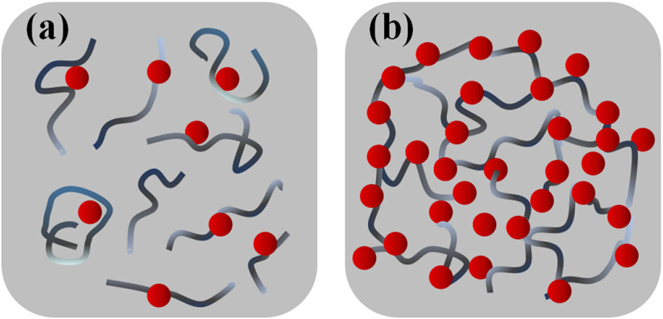 Figure 3 
                  Schematic representation of the two roles played by particle concentration in a polymeric suspension: (a) steric stabilization at low particle concentration and (b) bridging flocculation at high particle concentration.
