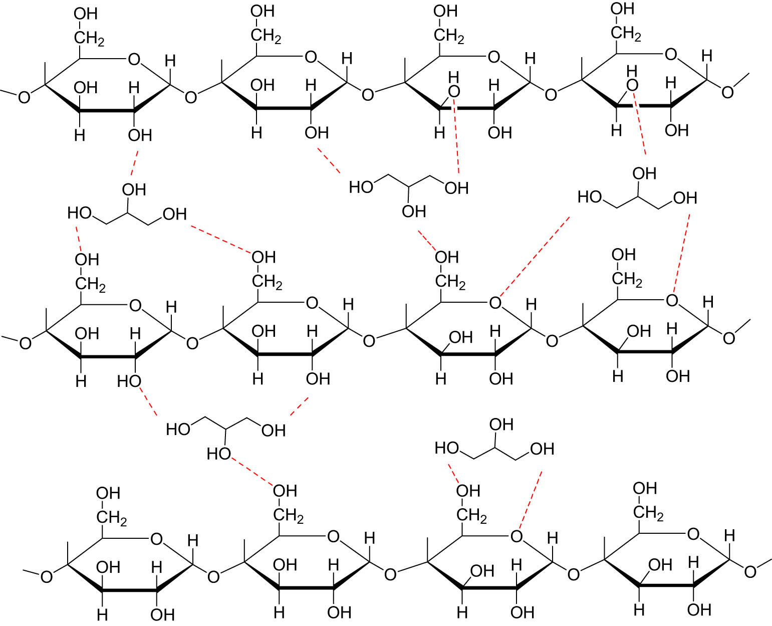 Figure 4 
                     Interaction between starch and glycerol (re-produced with permission by (25), copyright 2024, John Wiley and Sons).
                  