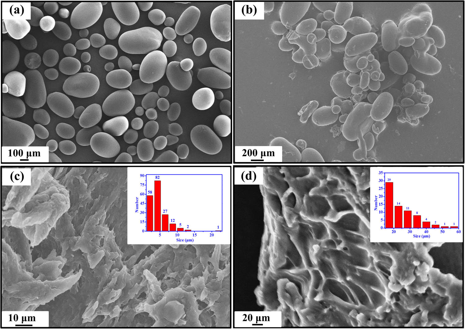 Figure 3 
                  SEM images of potato starch (a), PSX (b), and SAP (c) and (d).
               