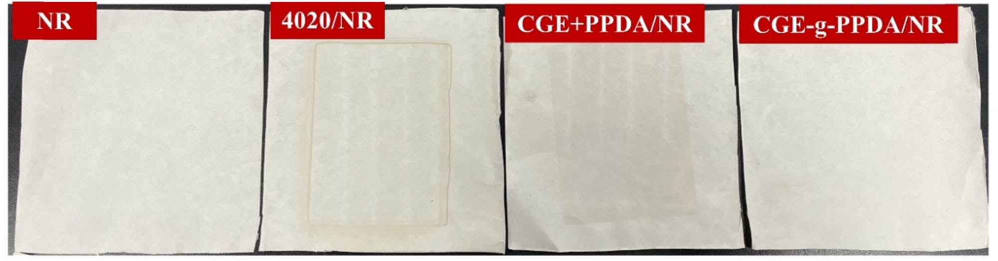 Figure 11 
                     Changes of NR vulcanizates on filter paper.
                  