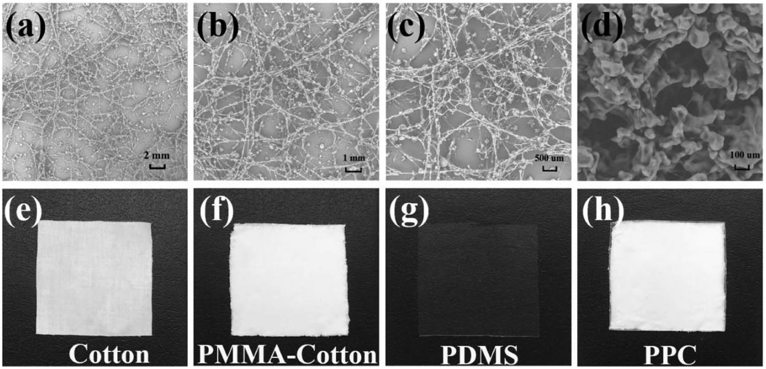Figure 2 
                  SEM images of PMMA film with four magnifications including ×50 (a), ×100 (b), ×200 (c), and ×1,000 (d). Photographs of samples at different preparing stages including cotton (e), PMMA–cotton (f), PDMS (g), and PCC (h).