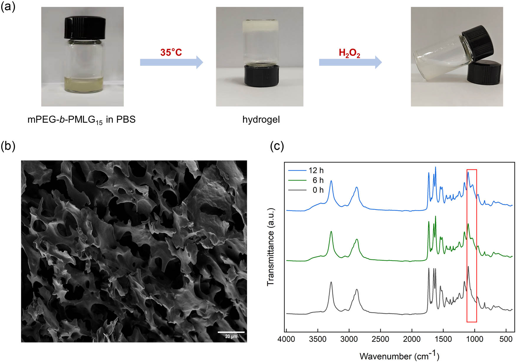 Figure 4 
                  (a) Hydrogel formation at high temperature and disassociation in the presence of H2O2, (b) scanning electron microscope (SEM) image of the hydrogel formed by mPEG2k-b-PMLG15 solution at 35°C (scale bar: 20 μm), and (c) infrared spectra of hydrogel incubated with 100 mM H2O2 for 0, 6, and 12 h, respectively.
               