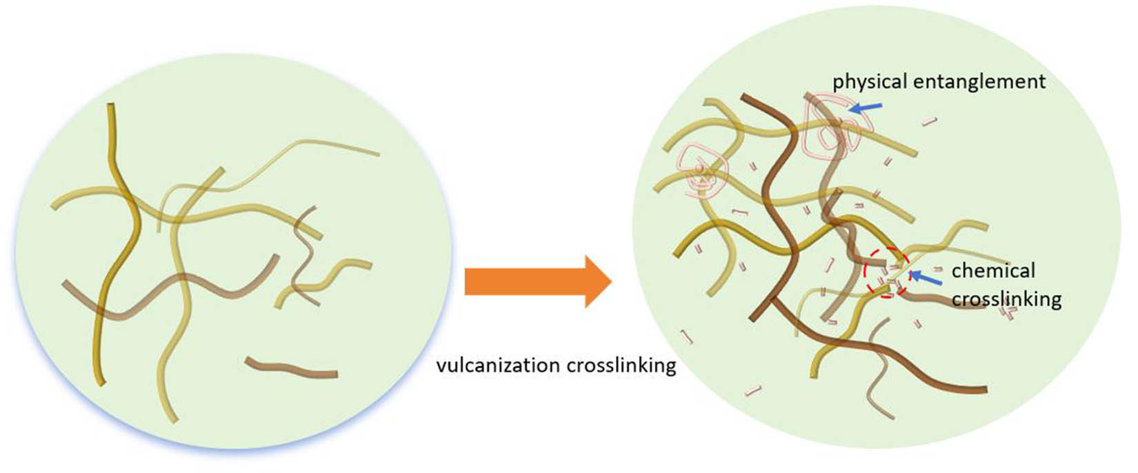 Figure 6 
                  Composition of the vulcanized crosslinking network.
               