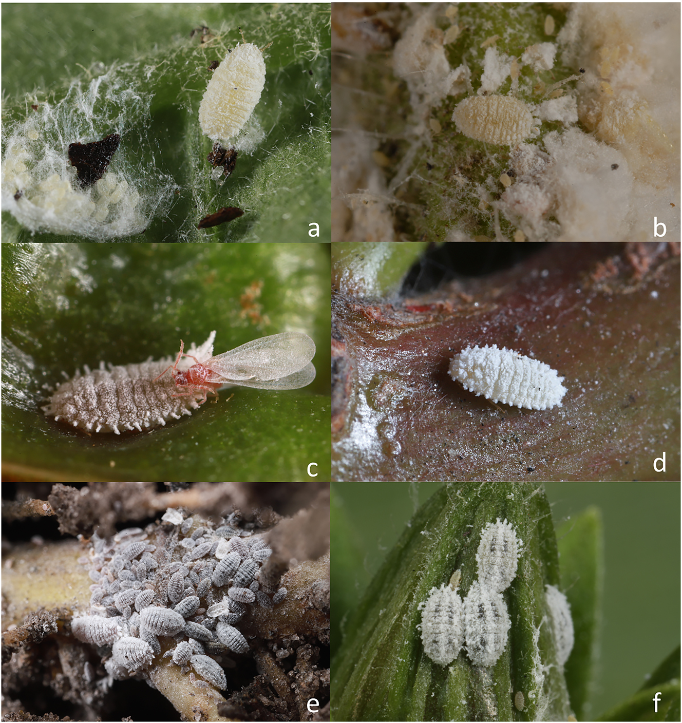 Figure 2:
The six Phenacoccus species present in Florida in-situ. Note the similarities and how it is necessary to slide-mount specimens for species-level identification. (a) Phenacoccus miruku Tanaka & Choi, (b) Phenacoccus parvus Morrison, (c) Phenacoccus madeirensis Green, (d) Phenacoccus multicerarii Granara de Willink, (e) Phenacoccus solani Ferris, and (f) Phenacoccus solenopsis Tinsley. Photographs (a, c, d, e) by Erin Powell and (b, f) by Lyle Buss.