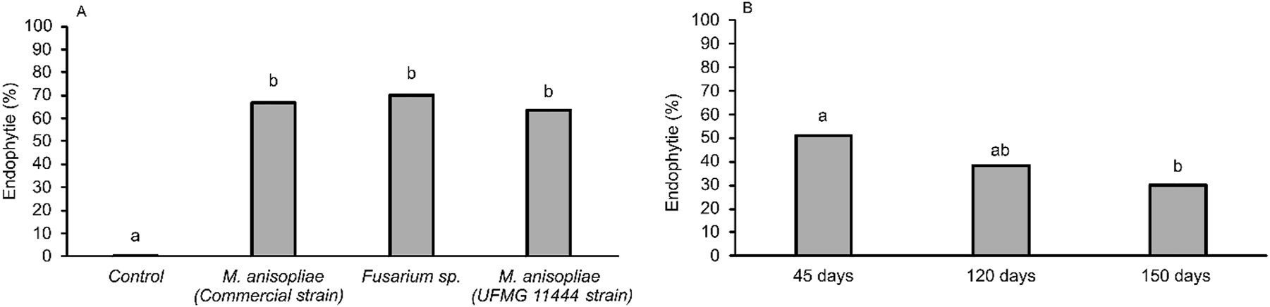 Figure 1: 
Entomopathogenic fungi Fusarium sp. (UFMG 11443, GenBank = ON831395), Metarhizium anisopliae (UFMG 11444, GenBank = ON831396), and Metarhizium anisopliae (commercial strain) present on the leaves of Urochloa ruziziensis at 45 days of age (A). Presence of entomopathogenic fungi in plants of different ages (B). Significant differences are indicated by different letters above bars.
