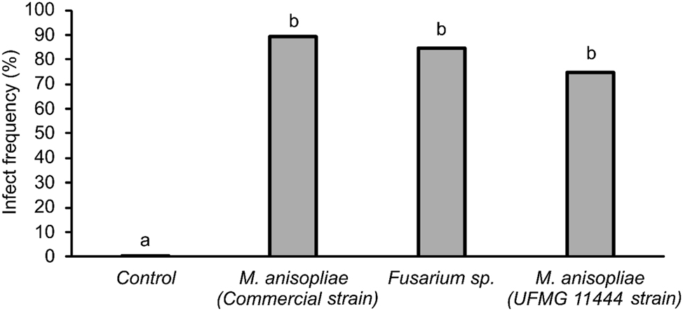 Figure 3: 
Dead adults of Mahanarva spectabilis collected in the field around banker plants grown from seeds treated with entomopathogenic fungi Fusarium sp. (UFMG 11443, GenBank = ON831395), Metarhizium anisopliae (UFMG 11444, GenBank = ON831396), and Metarhizium anisopliae (commercial strain). Insects confirmed to be infected with entomopathogenic fungi. Significant differences are indicated by different letters above bars.
