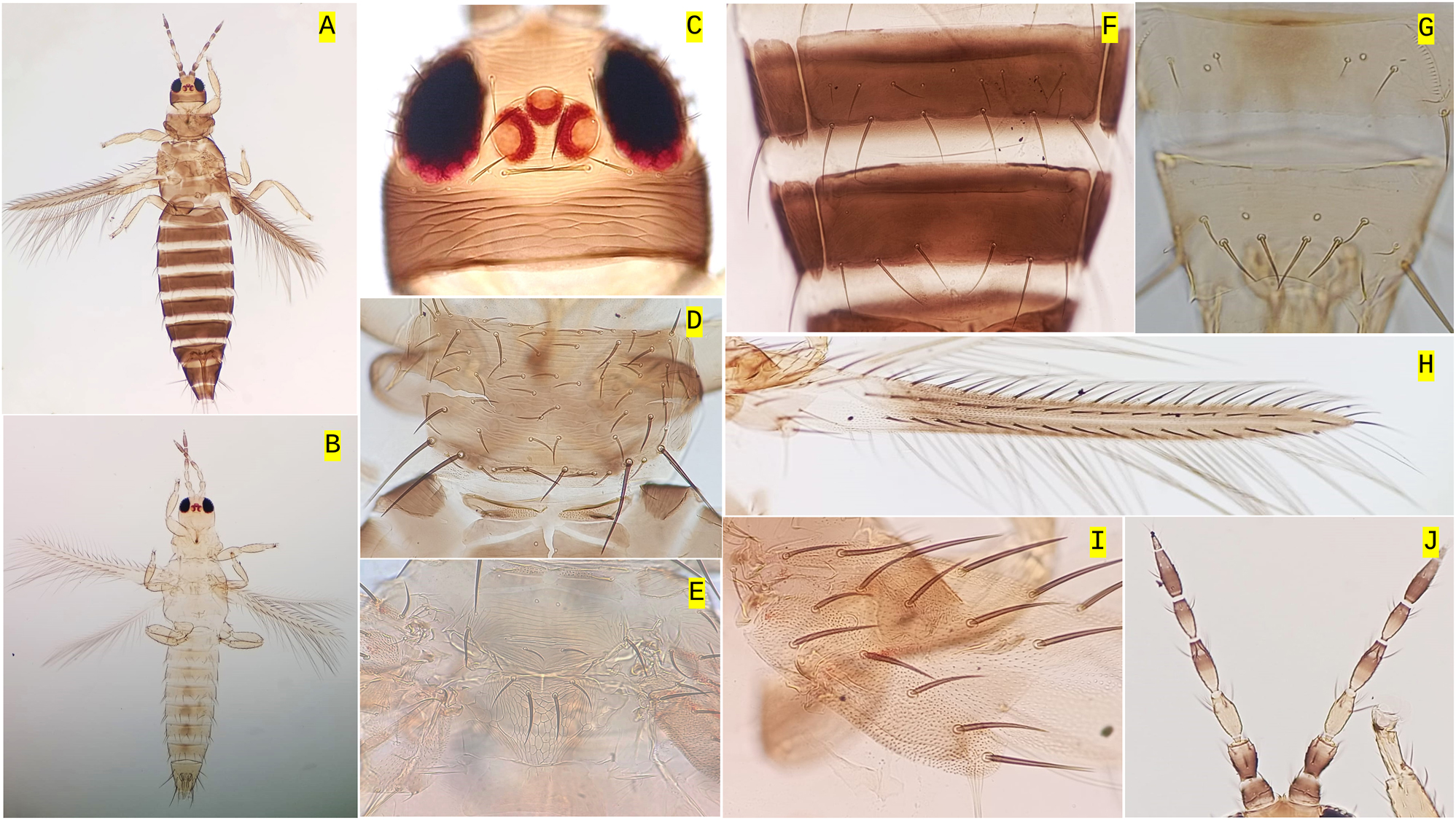 Figure 1:
Thrips parvispinus (Karny): (A) female and (B) male habitus; (C) head; (D) pronotum; (E) metanotum; (F) sternites VI and VII; (G) male tergites; (H) fore wing; (I) clavus; and (J) antennal segments.