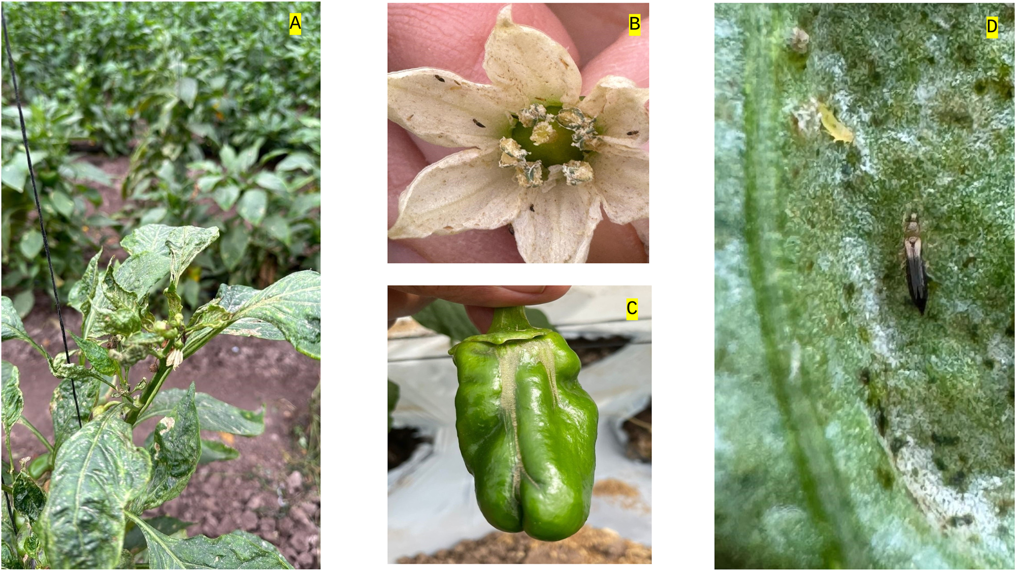 Figure 2:
Chili pepper plants infested by Thrips parvispinus under field conditions: (A) leaves seriously damaged by thrips; (B) thrips adults inside a chili flower; (C) a damaged fruit with the typical thrips scarring; and (D) adults and larvae of T. parvispinus feeding on the abaxial leaf surface.