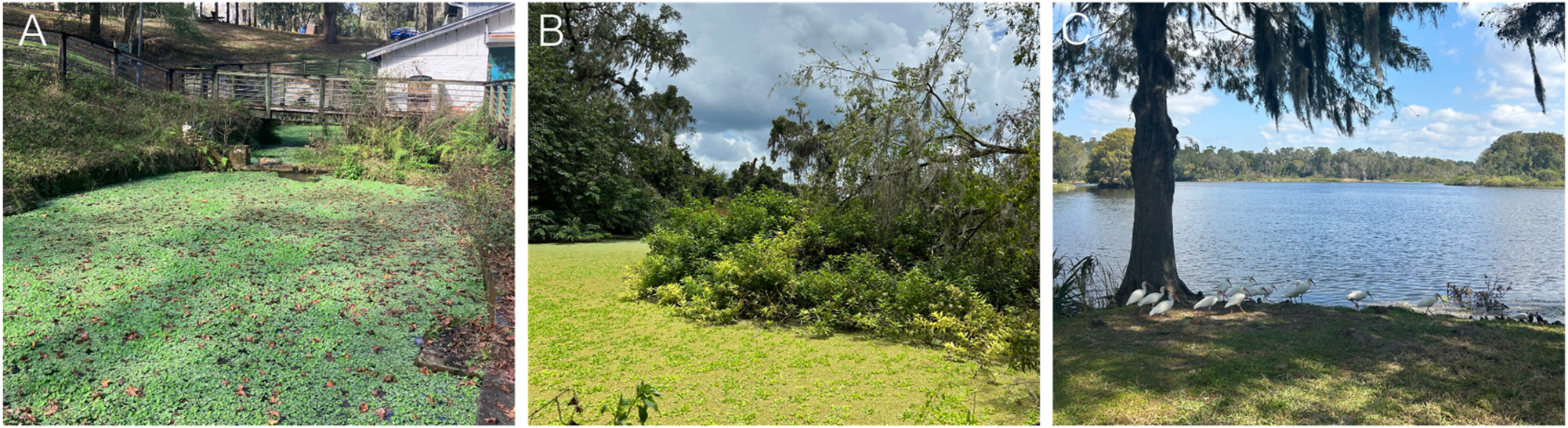 Figure 1:
Collection sites in Gainesville, Florida. (A) Boulware Springs Park. (B) Chapman’s Pond and Nature Trails. (C) Lake Alice.