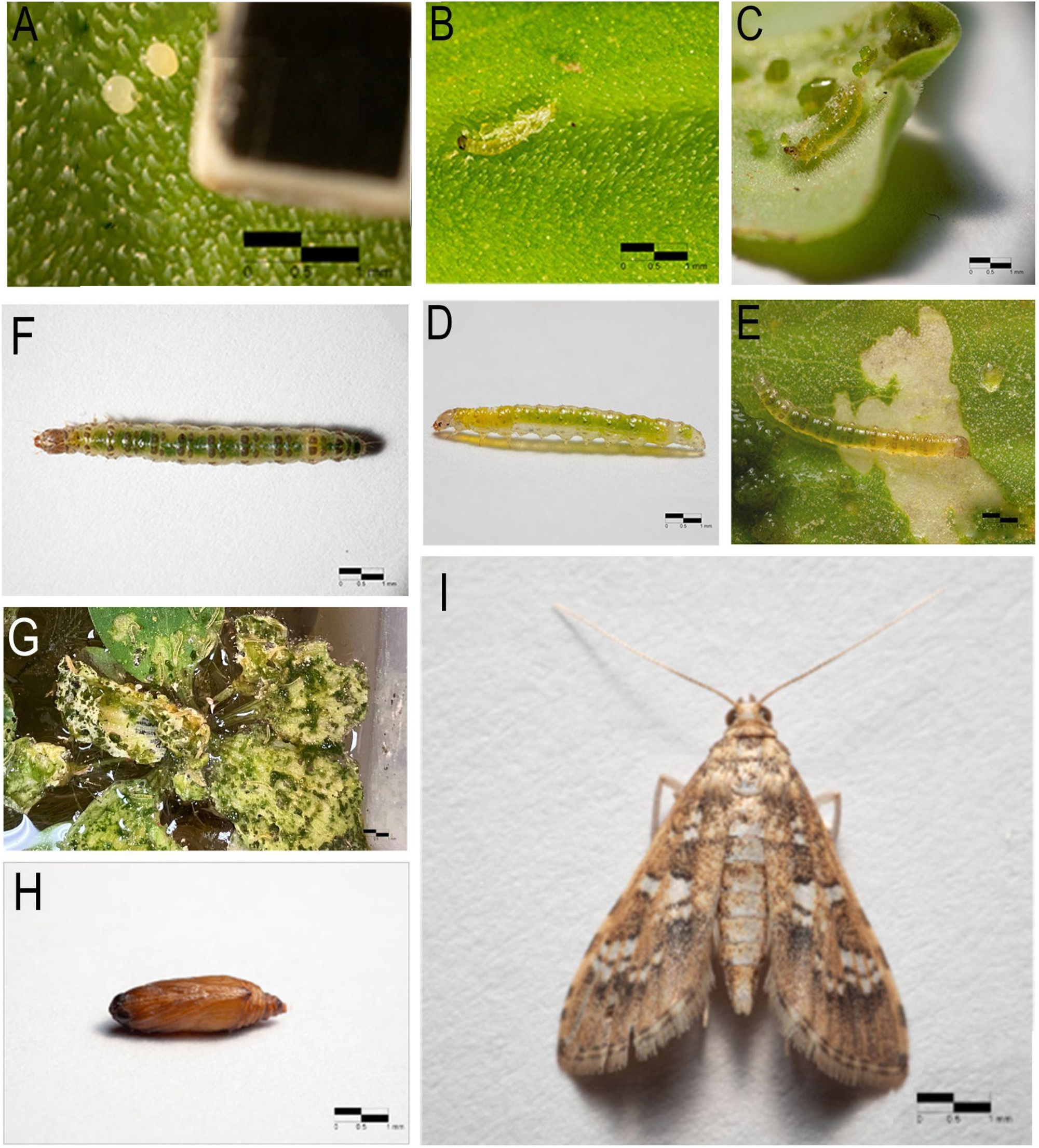Figure 2:
Life history of Samea multiplicalis. (A) Eggs. (B–F) First-through fifth-instar larvae, in respective order. (G) Fourth-instar larval feeding pattern. (H) Pupa. (I) Adult moth.