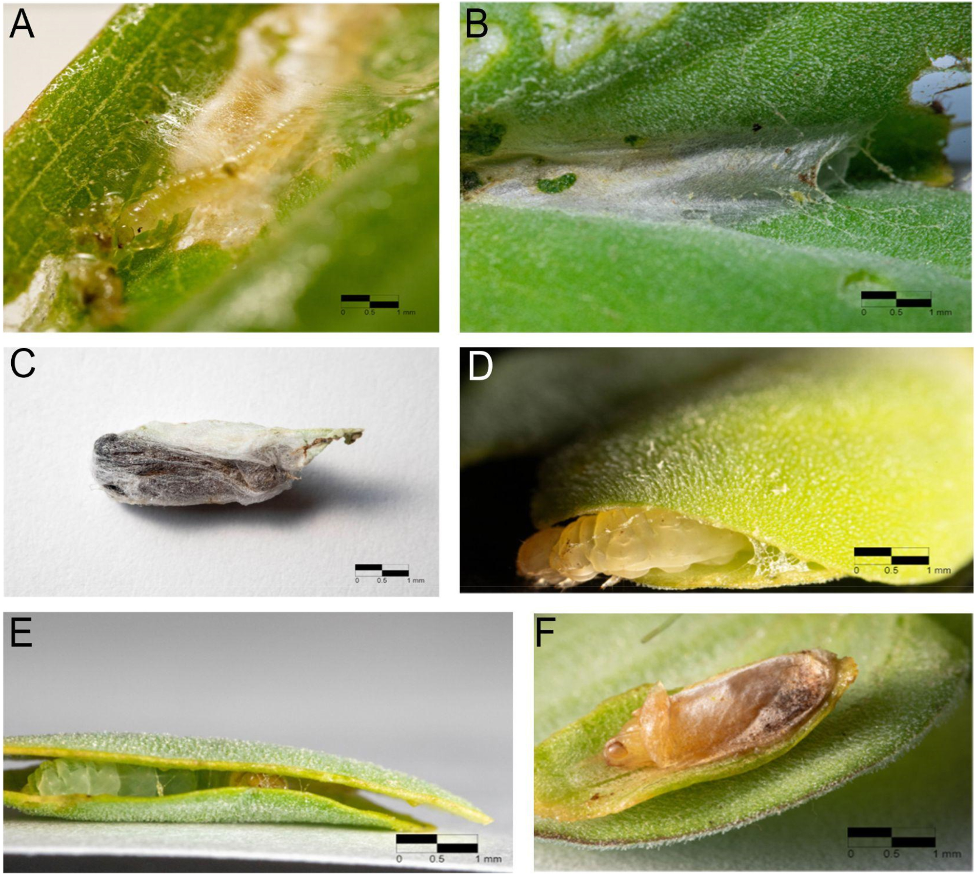 Figure 3:
Silk spinning behavior of Samea multiplicalis and Elophila obliteralis. (A) Third-instar S. multiplicalis before molting under its silk cover. (B) Cocoon of S. multiplicalis. (C) Inner silk layer of S. multiplicalis cocoon. (D–E) Silk spun to maintain a ‘sandwich’ of leaves in final instar E. obliteralis. (F) Silk cocoon cover inside leaf ‘sandwich’ of E. obliteralis.