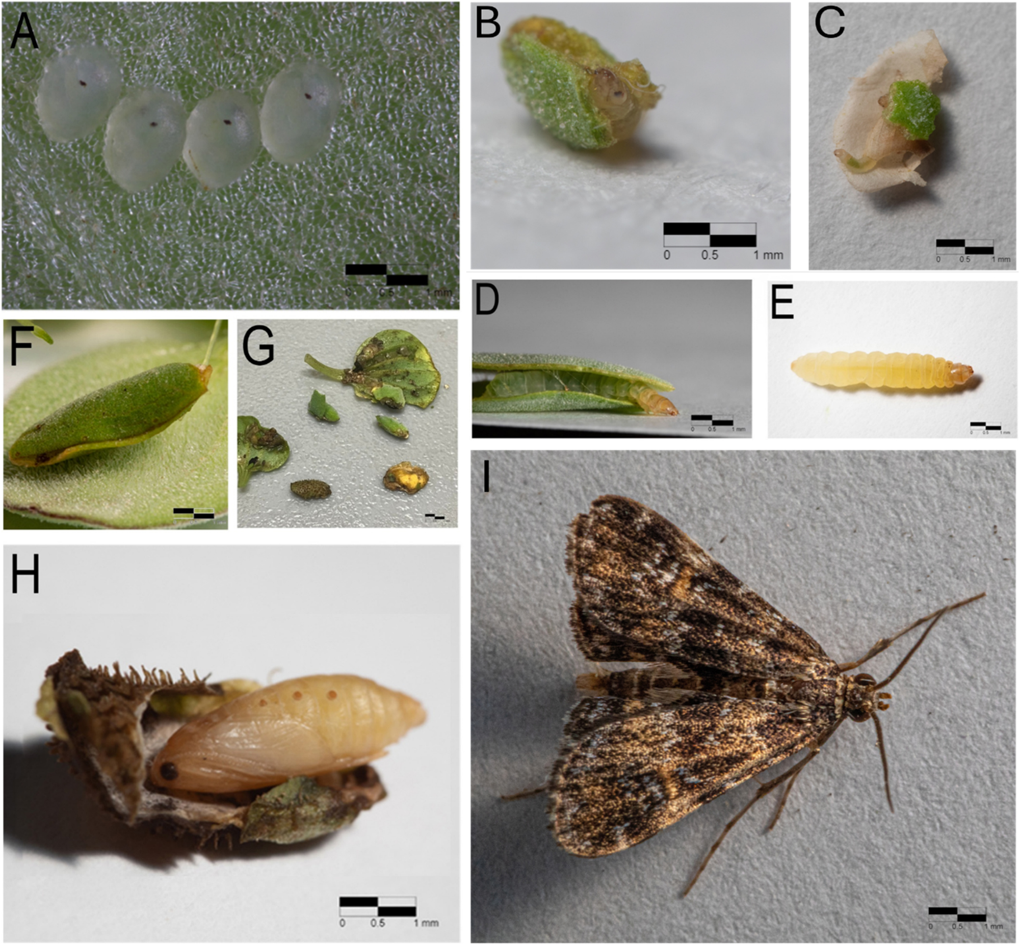 Figure 4:
Life history of Elophila obliteralis. (A) Eggs. (B–E) First-through fourth-instar larvae, in respective order. (F) Pupal casing. (G) Various casings of E. obliteralis. (H) Pupa. (I) Adult moth.
